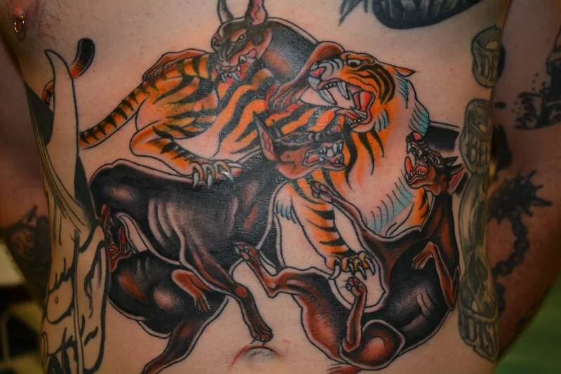American Traditional color tattoo of a tiger fighting two horned devil-cat figures across the stomach, by Scripttoria at Ohana Tattoo, Waikiki, Hawaii.